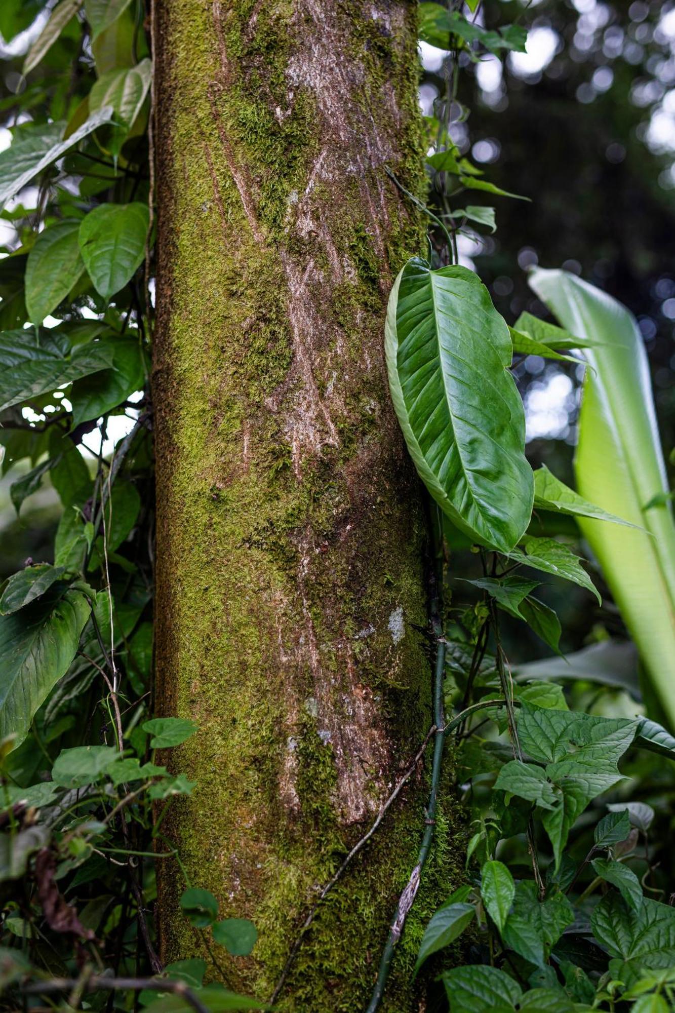 Sangregado Lodge La Fortuna Εξωτερικό φωτογραφία