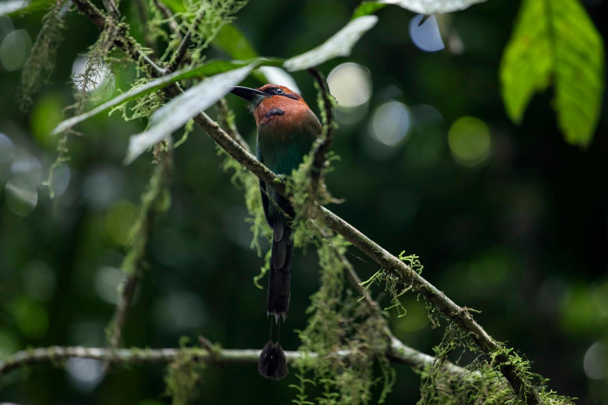 Sangregado Lodge La Fortuna Εξωτερικό φωτογραφία